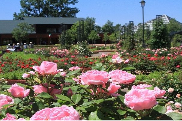 岩見沢市「いわみざわ公園バラ園」