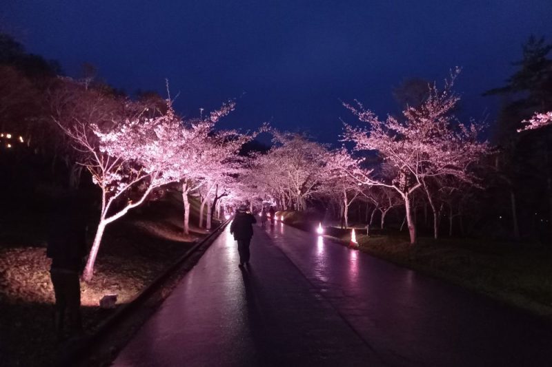 美唄市 「夜桜（東明公園）」