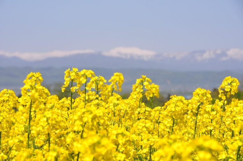 滝川市「菜の花畑」